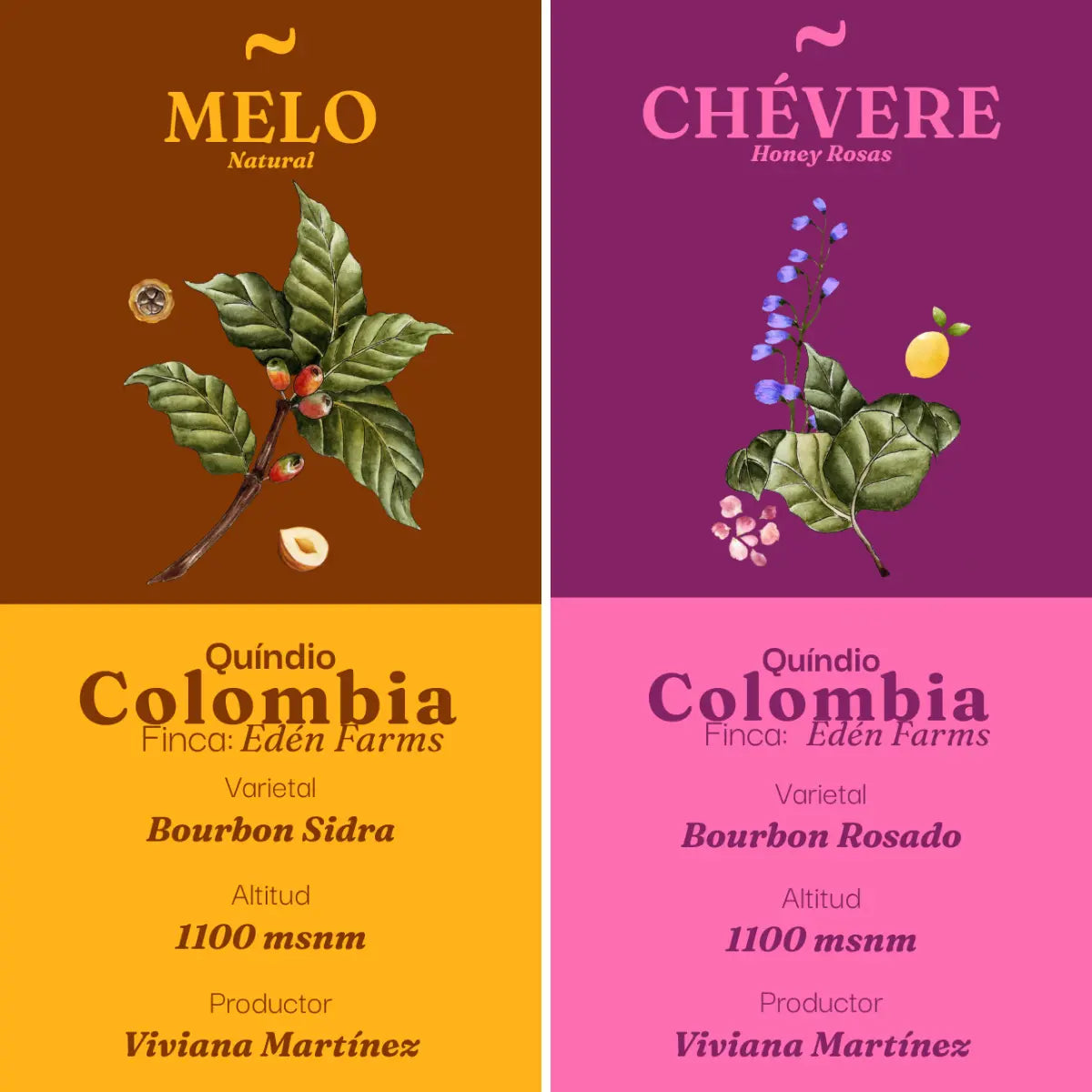 Pack Verano (Cold Brew)