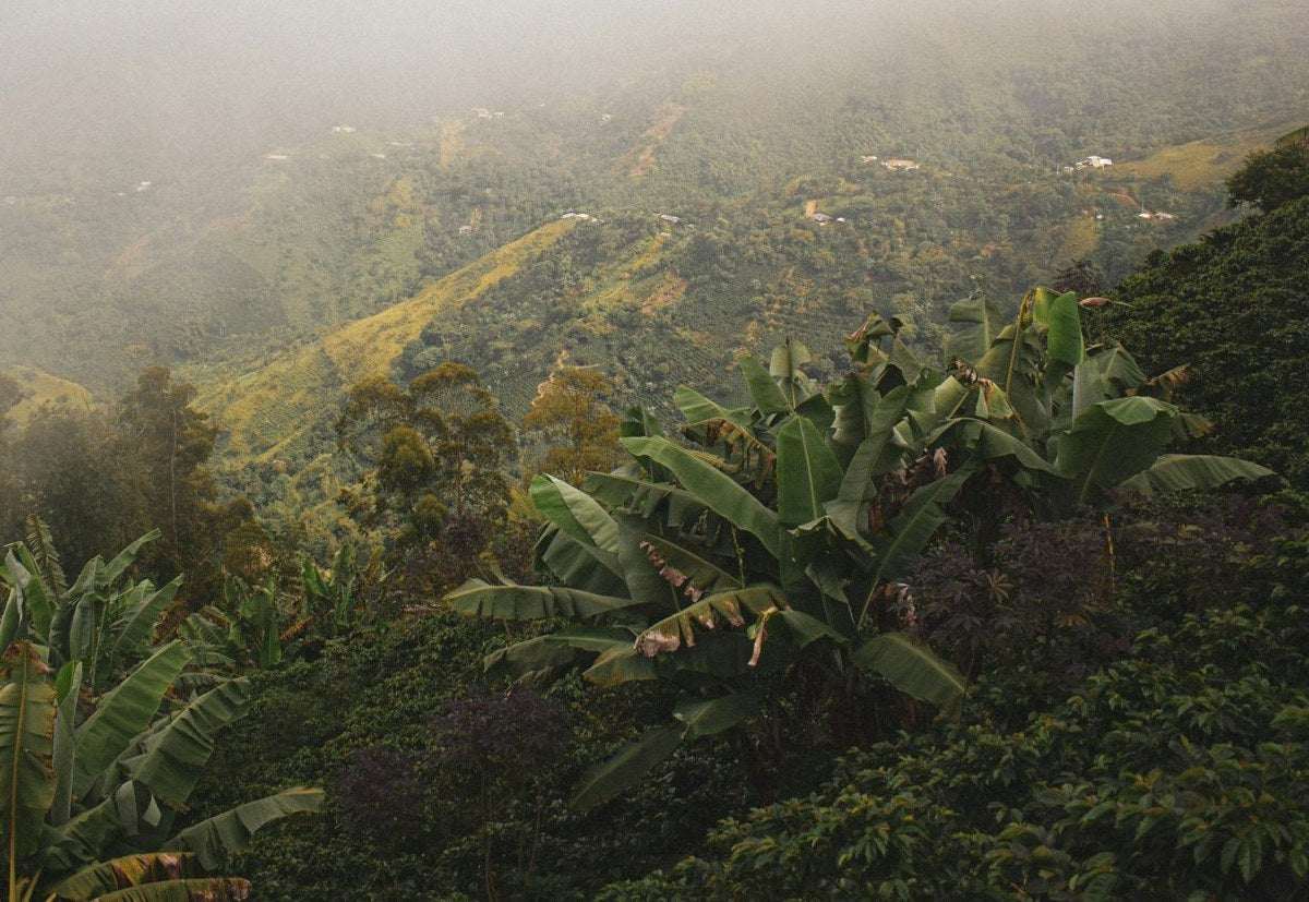 Ladera de cafetal con plataneras en las montañas de Colombia